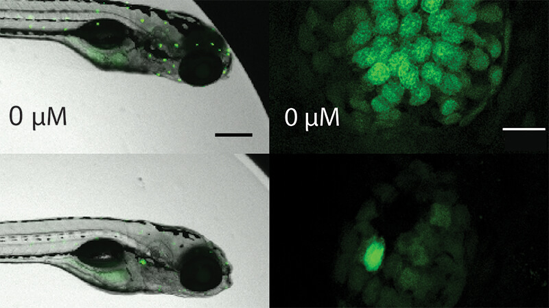 Microscopic images of zebra fish