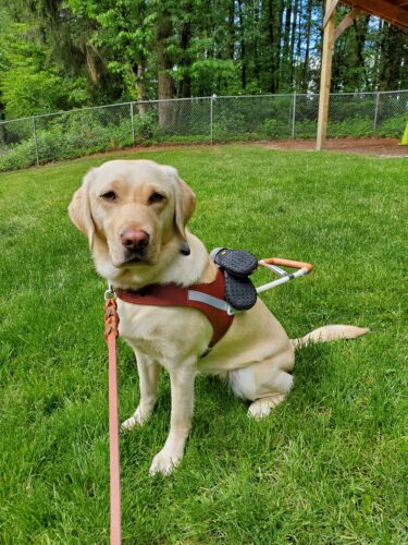 Kathrina Goodwin&rsquo;s guide dog, Julia