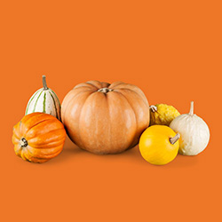 Various gourds
