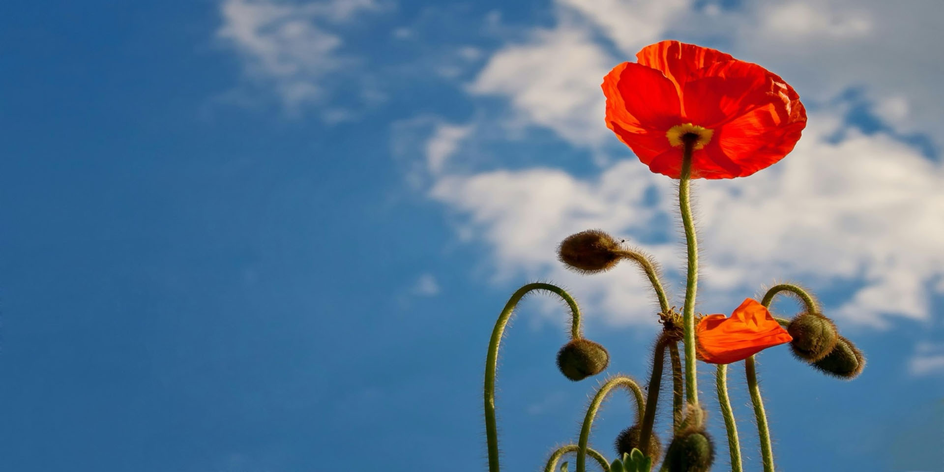 Red poppy flower with blue sky background