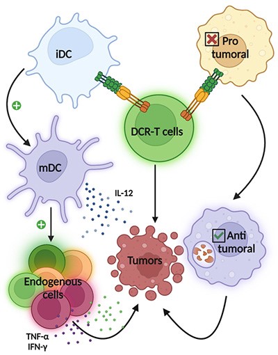 A scientific diagram showing interactions between various immune cells and their effects on tumors.