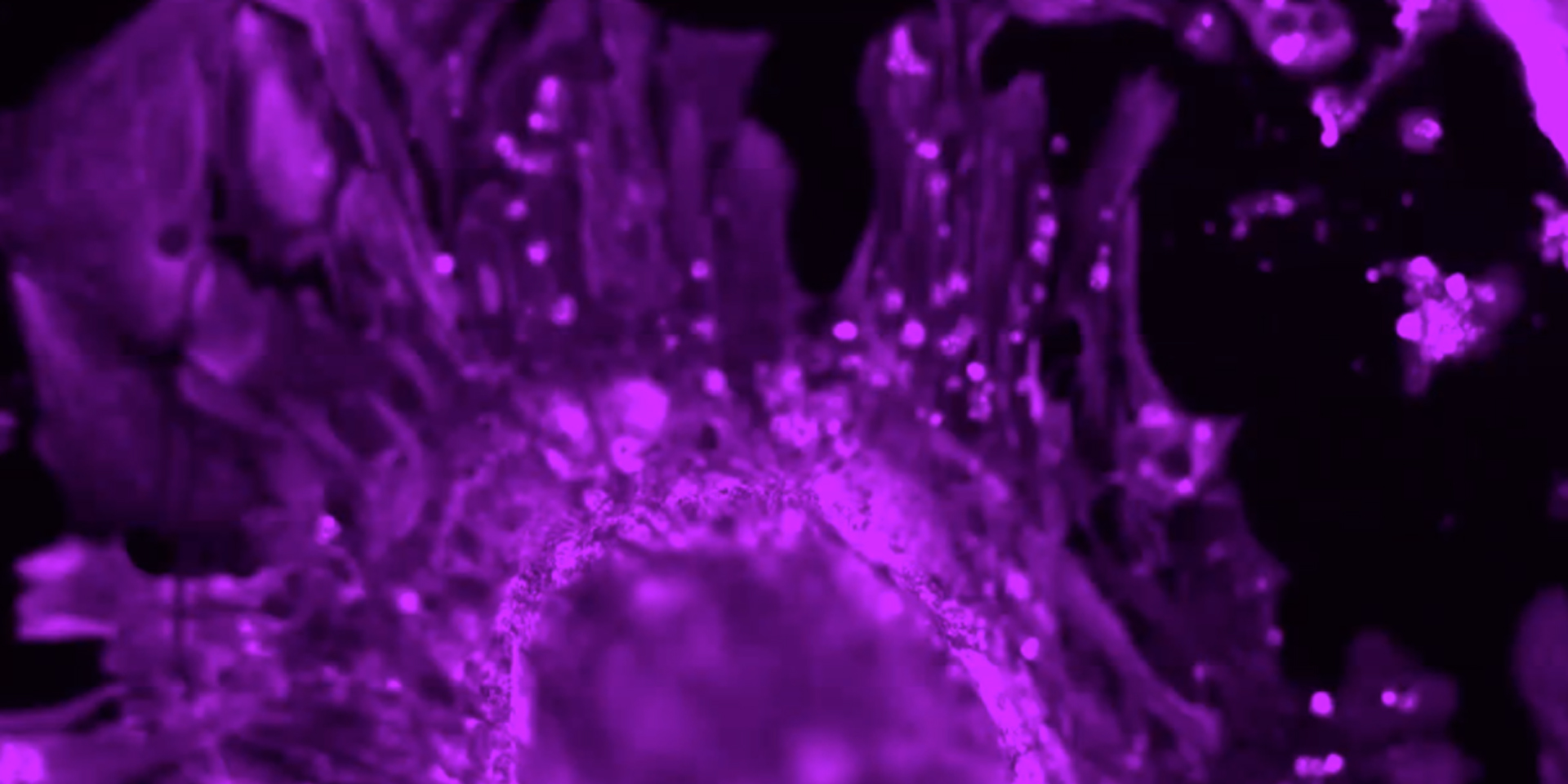 Close-up of purple and black imaging 