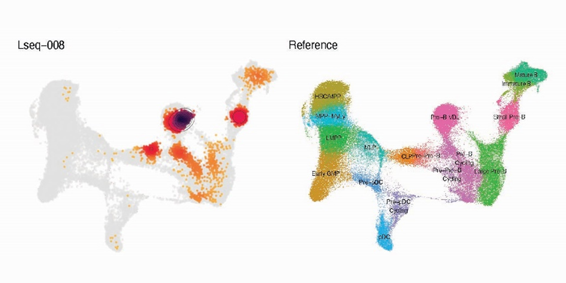 B Cell Development