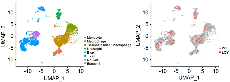 Two UMAP (Uniform Manifold Approximation and Projection) plots show single-cell RNA sequencing data visualized in two dimensions.