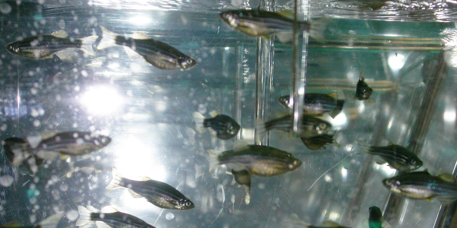 Zebrafish in a tank