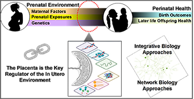 Prenatal Environment