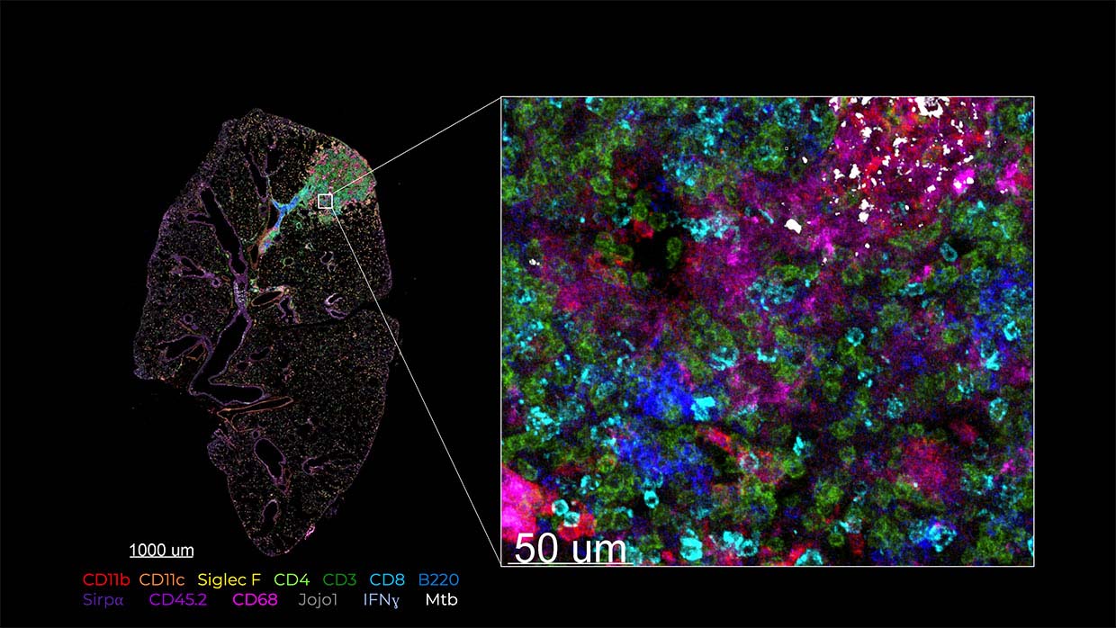 Multiparameter confocal microscopy