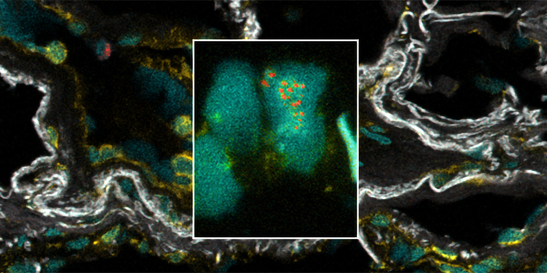 Microscope image of cells