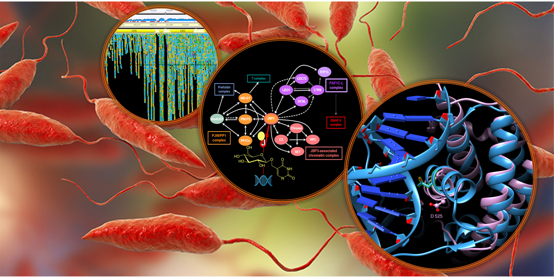 Diagram of cells