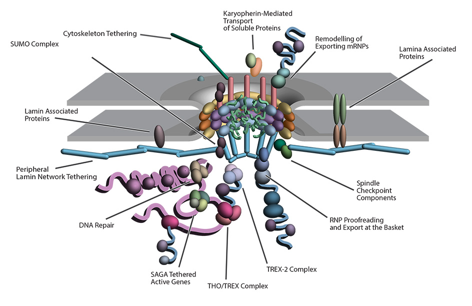 Diagram of a complex peripheral network