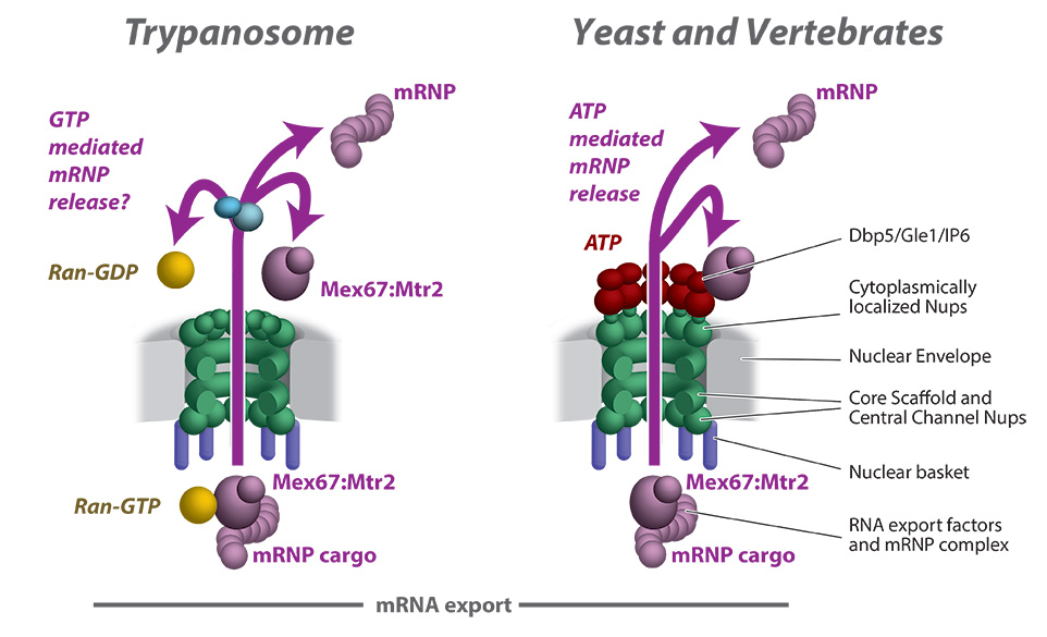 A schematic comparing mRNA export through NPC between trypanosomes and Opisthokonts