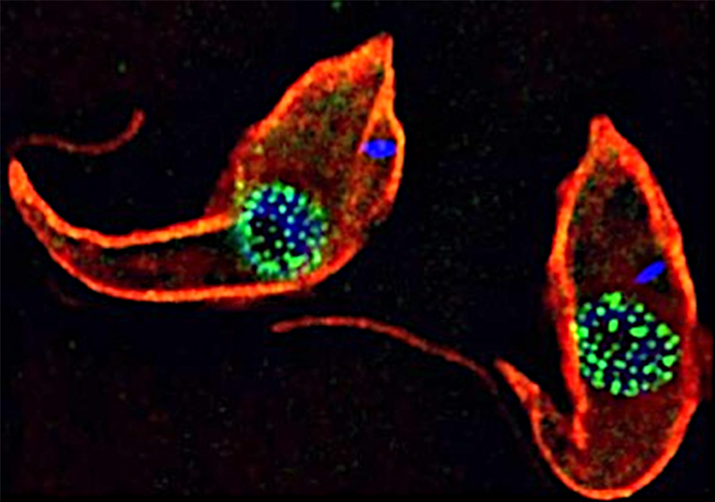 Trypanosomes