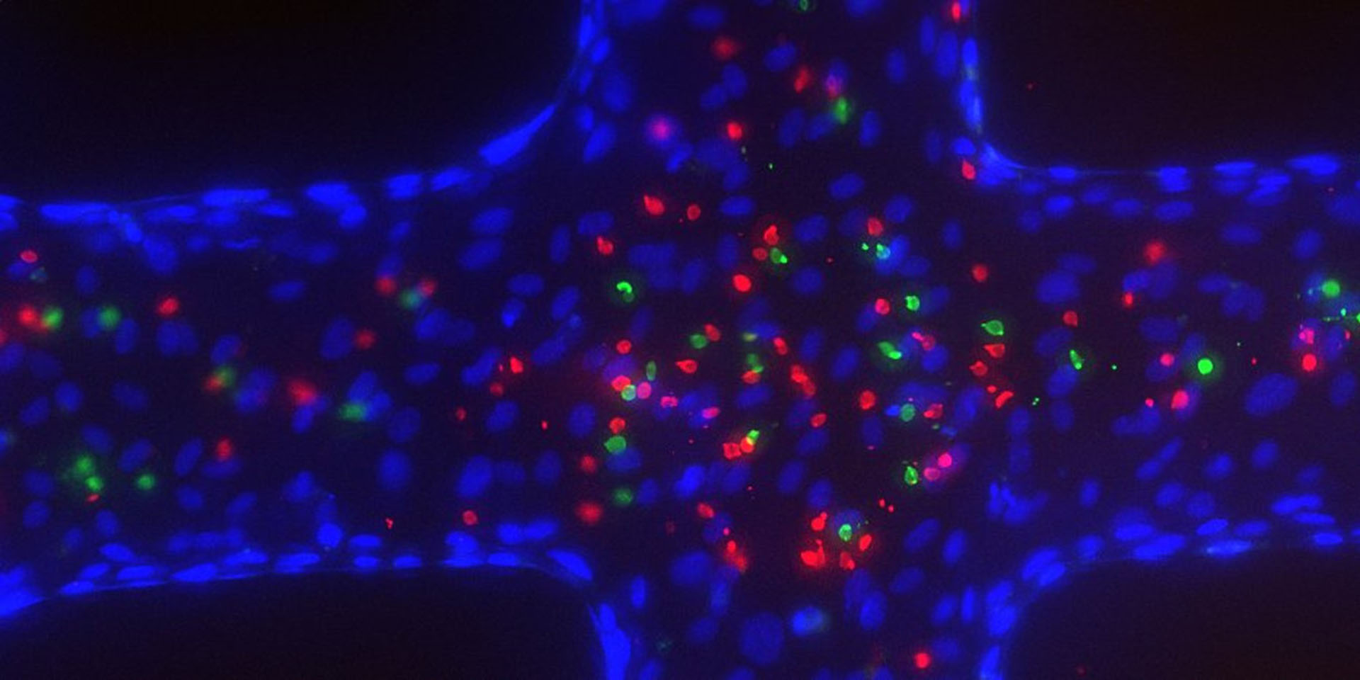 Bioengineered microvessels 