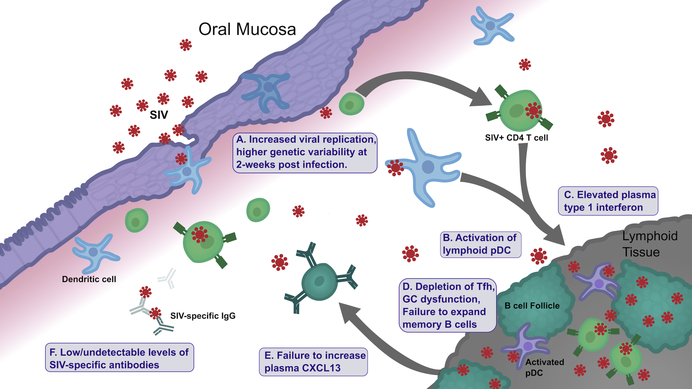 Illustration of HIV