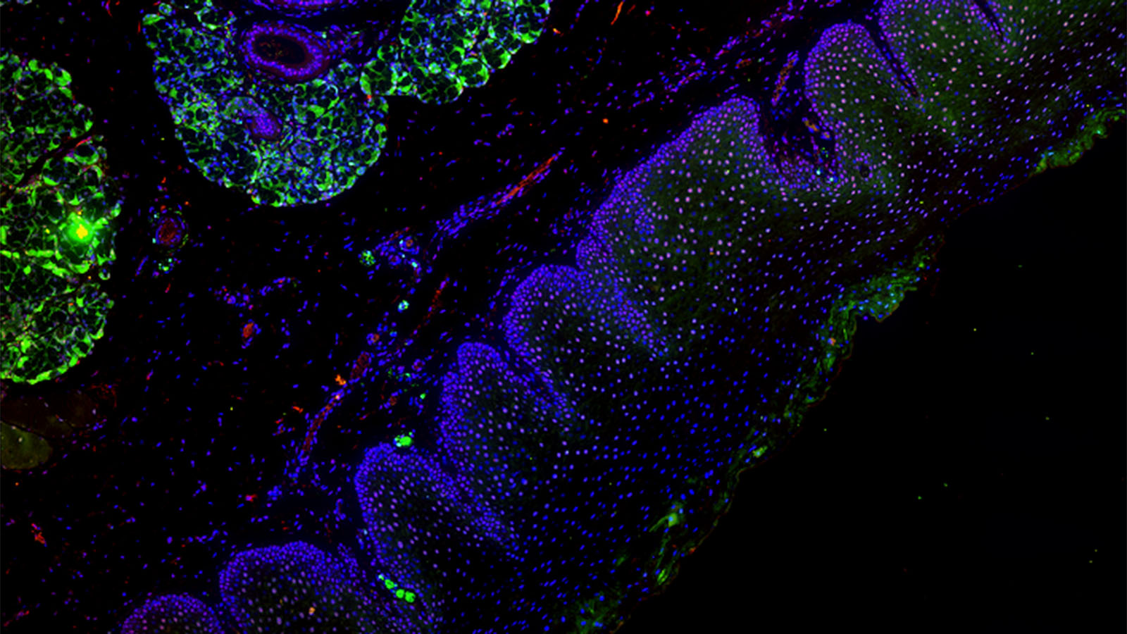 Microscope image of cells