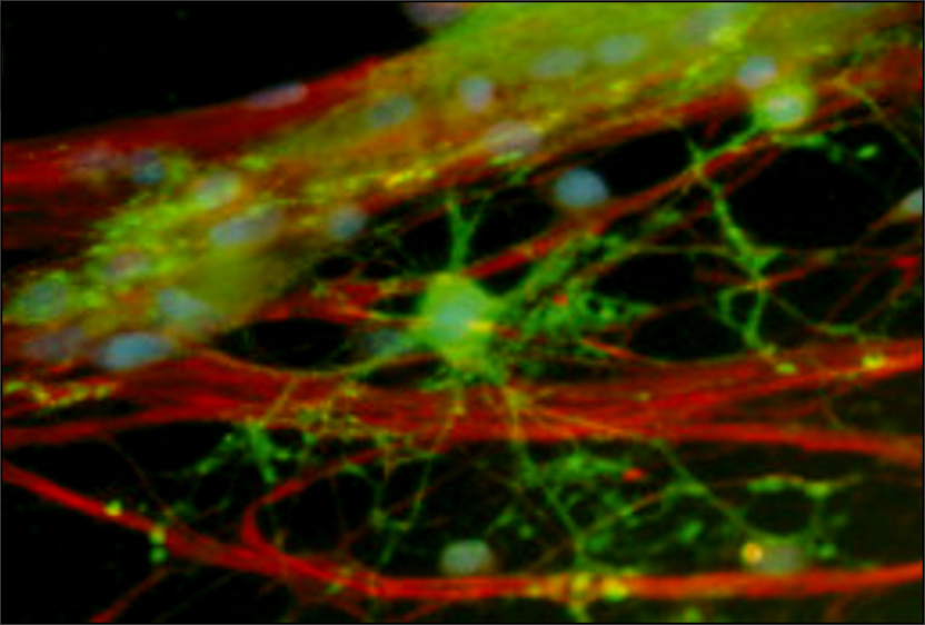 infographic on mouse brain stem and breathing control