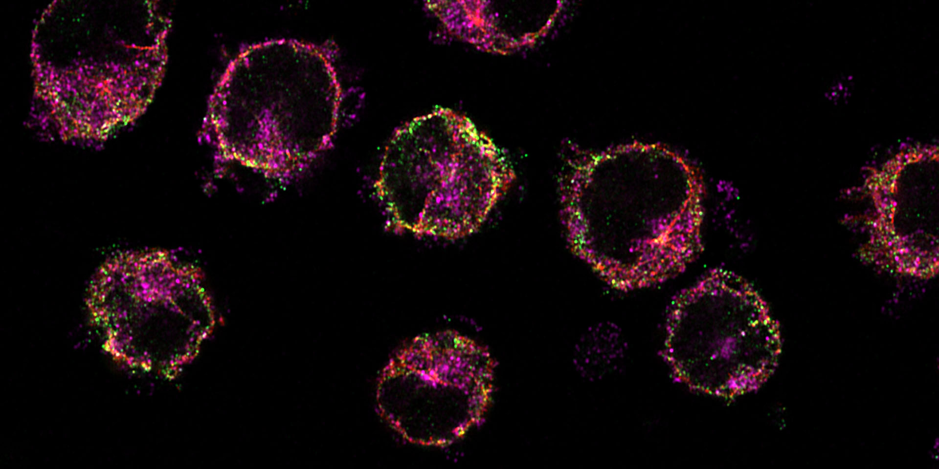 Detailed image of cells