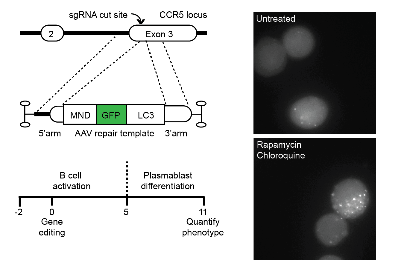 Chart showing sgRNA cut site and imaging of untreated structures and Rapamycin Chloroquine