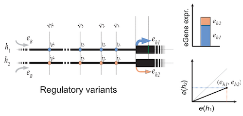 Diagram of regulatory variants