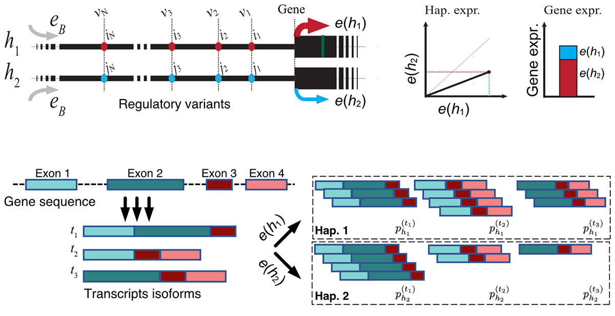 Illustration for Gene regulation and common disease