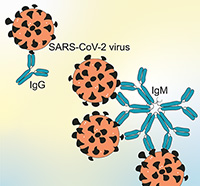 Illustration of SARS-CoV-2 virus