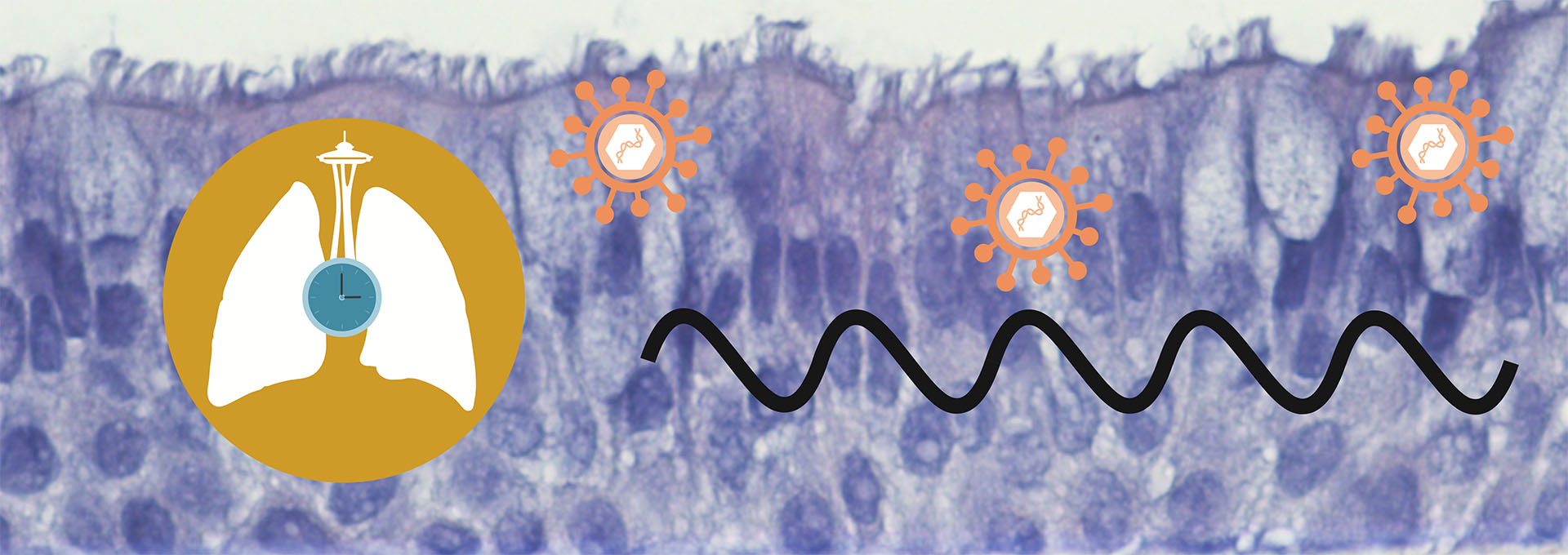 Powell Lab uses molecular and physiologic measures of circadian rhythms to define the roles of the circadian clock