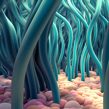 Detailed image of mucociliary