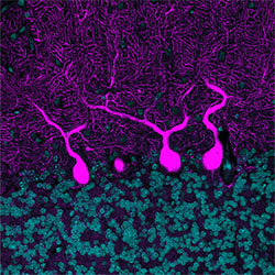 Detail of cerebellum neurons