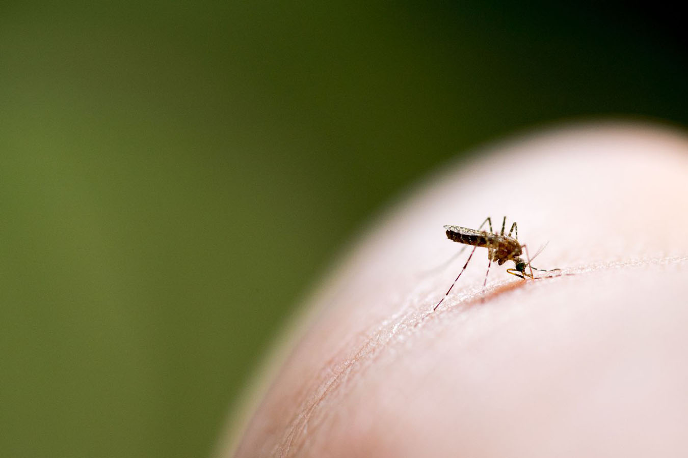 A mosquito on a finger